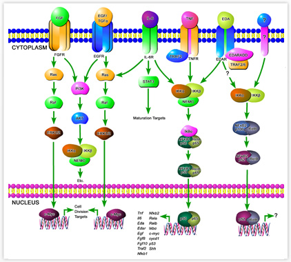 Systems Biology